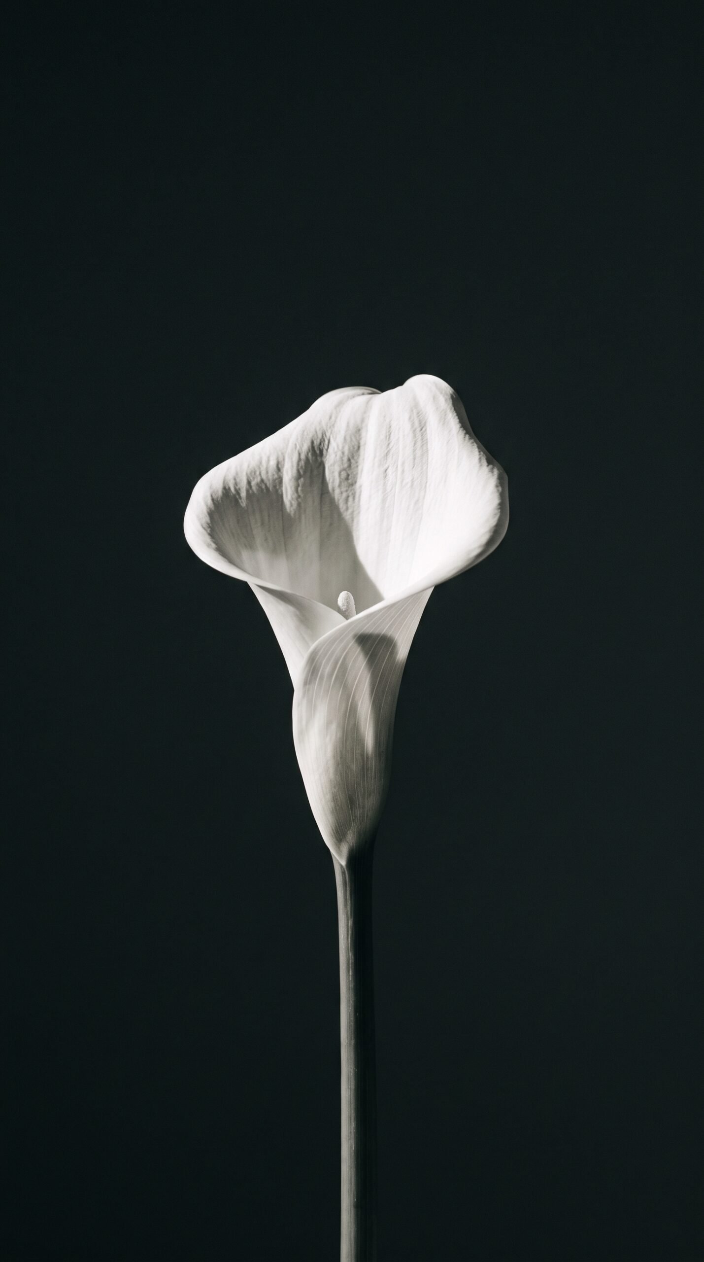 Charcoal Bloom Wallpaper
